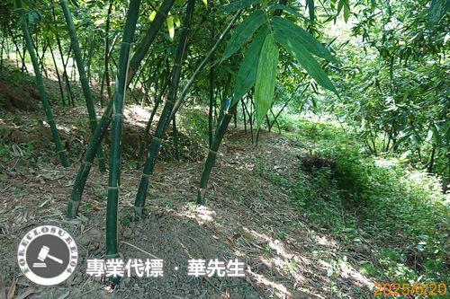 桃園區法拍華廈-10